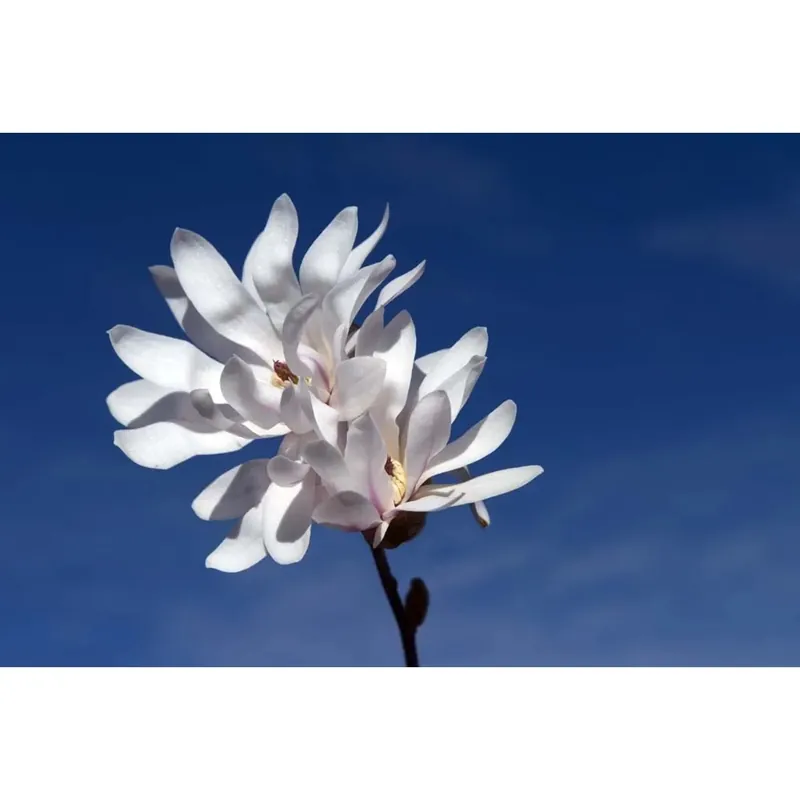 Magnolia stellata