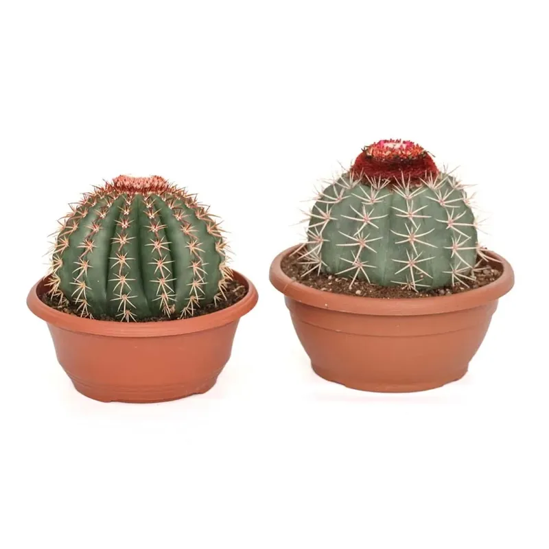 Melocactus Mix Ciotola Ø 25 cm