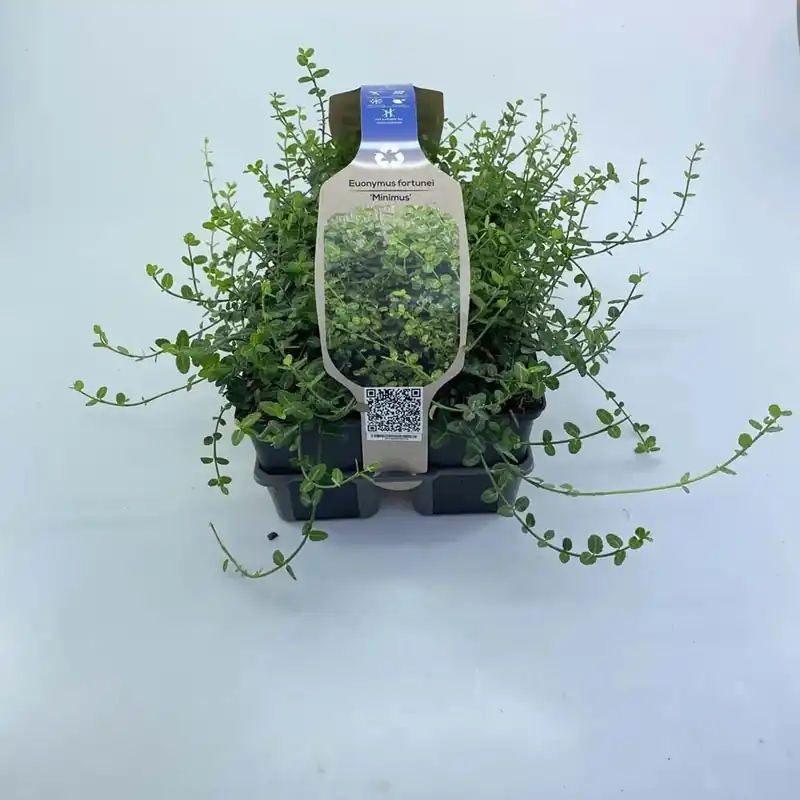 Euonymus Minimus confezione vaso 9 cm