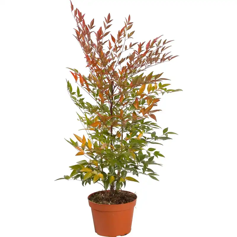 Nandina domestica