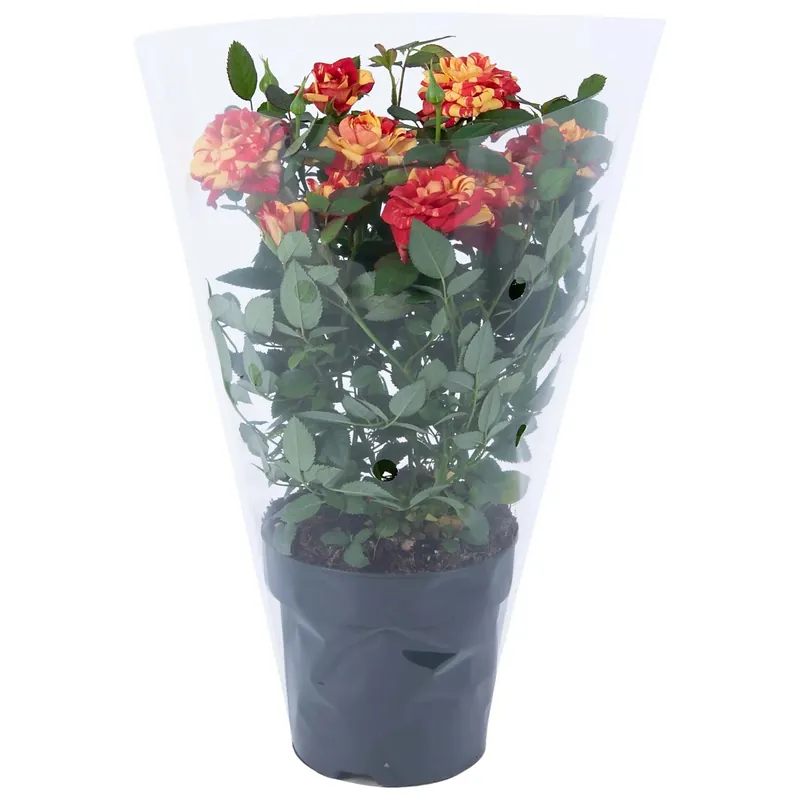 Rosa Liss 2 colori Ø vaso 10,5 cm