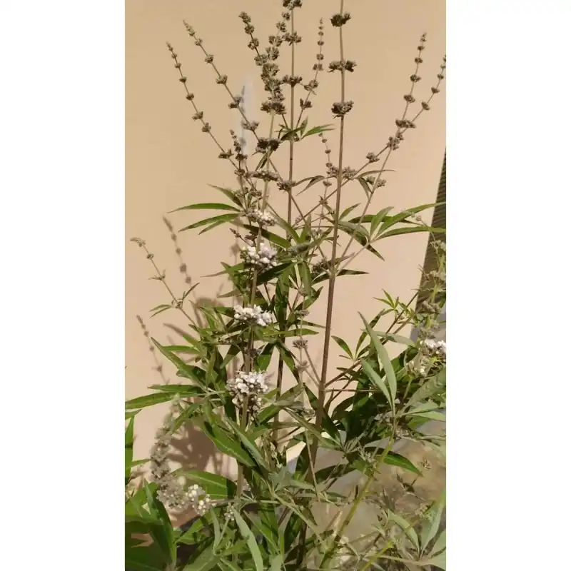 Vitex agnus castus "Alba" vaso clt 10