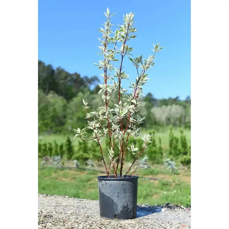 Cornus alba `Argenteomarginatà
