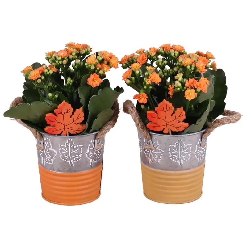 Kalanchoe vaso 10 cm