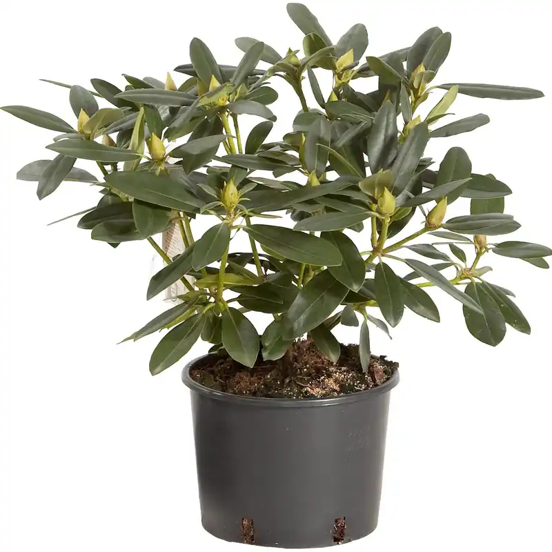 Rhododendron chioma 35-40 cm