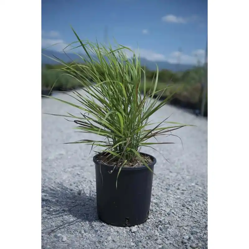 Panicum in varietà