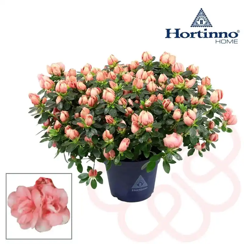 Azalea Hortinno Vaso 15 cm