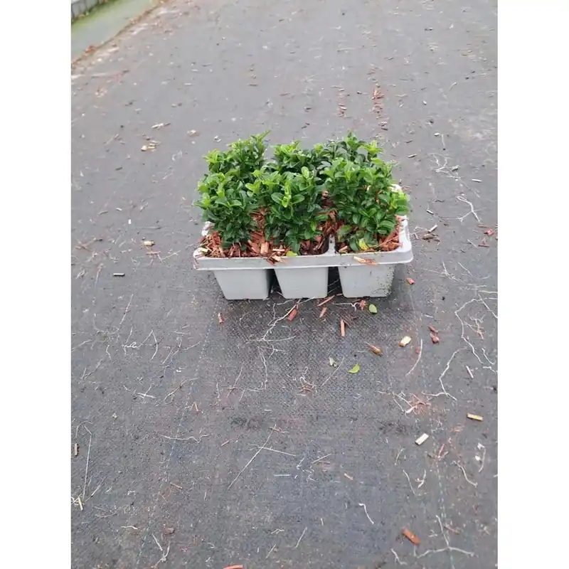 Euonymus Japonicus Vaso 9 cm