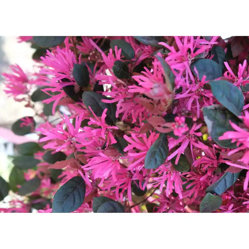Loropetalum chinense `Fede`