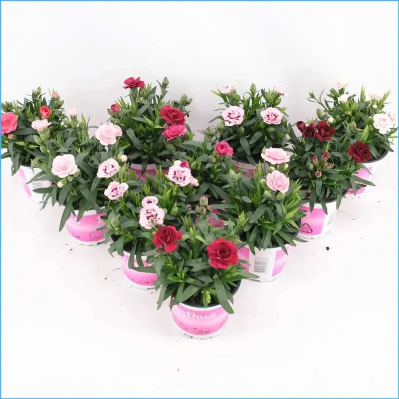 Dianthusoscar Mix Vaso 10,5 cm