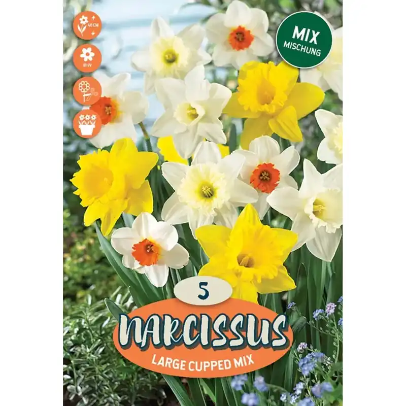 Narciso grande coppato multicolore