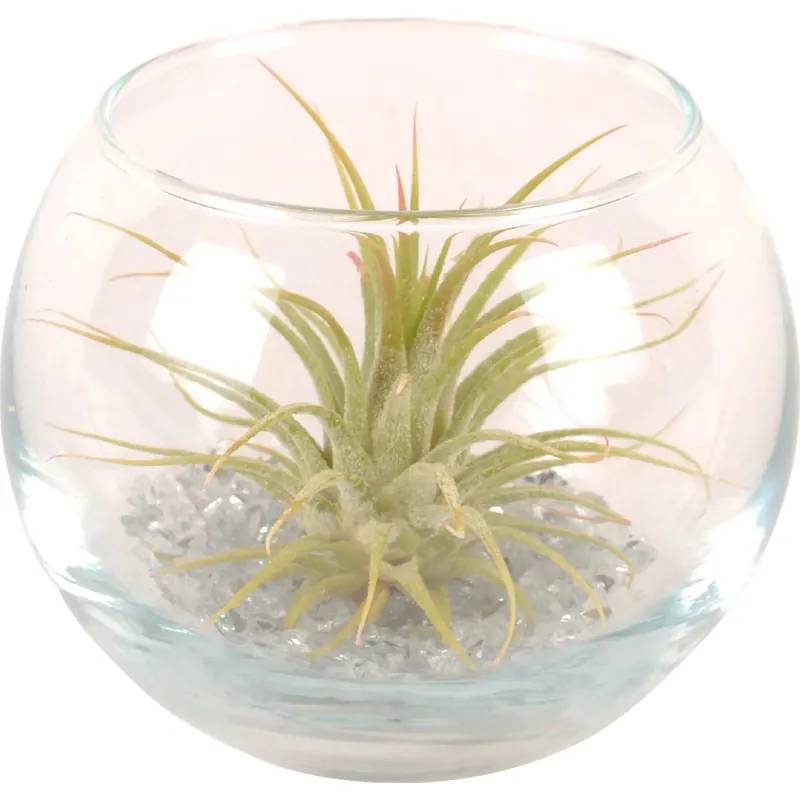Tillandsia in piccola boccia di vetro rotonda