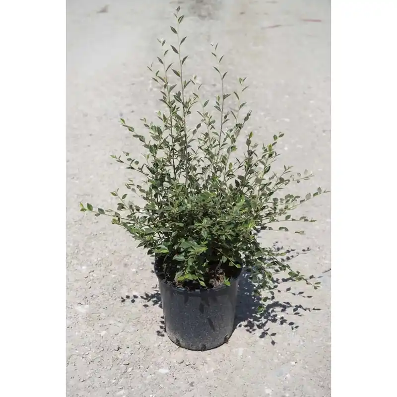 Cotoneaster lacteus