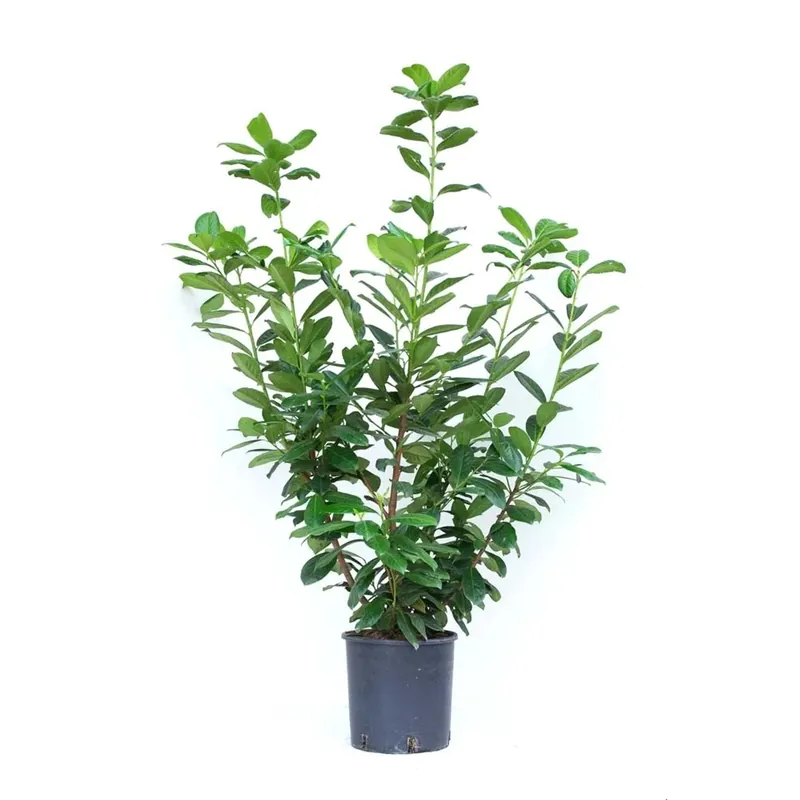 Prunus laurocerasus - Lauroceraso