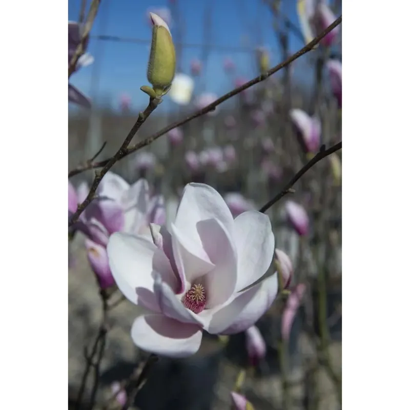 Magnolia x soulangeana