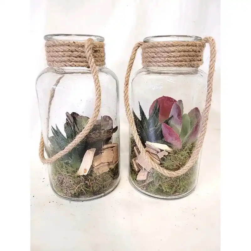 Kalanchoe Haworthia vaso 10 cm