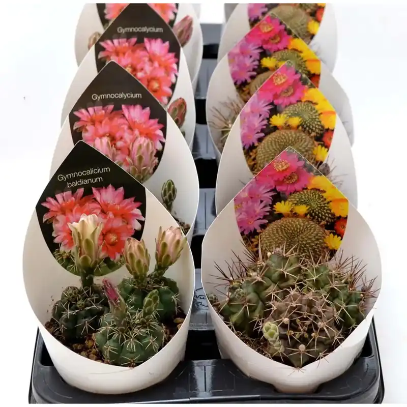 Pianta grassa vaso 10,5 cm selezione fiorita