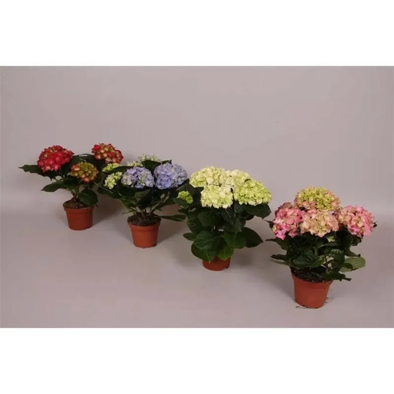 Hydrangea 3-4 Fiori vaso 10 cm