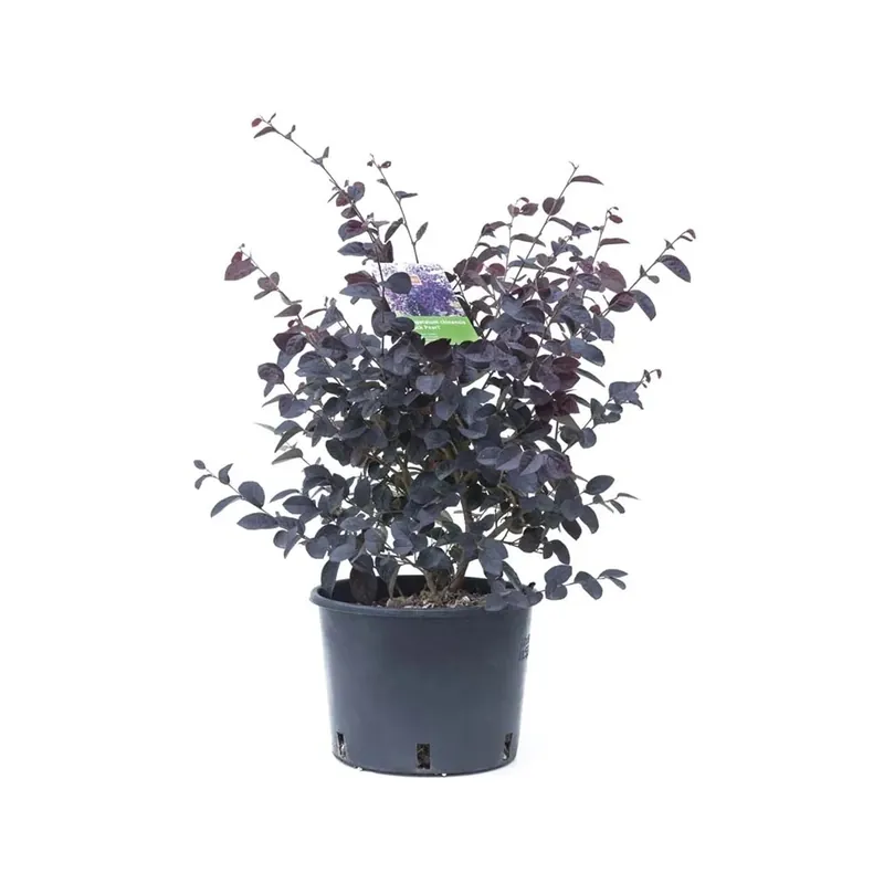 Loropetalum chinense `Black Pearl`