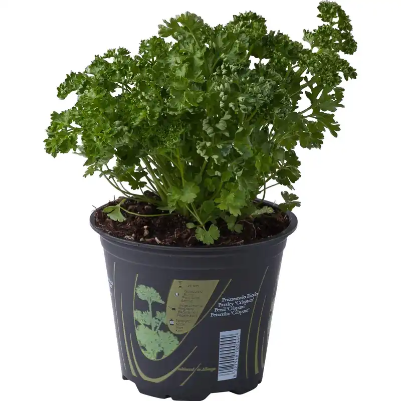 Pianta di Prezzemolo riccio 14 cm