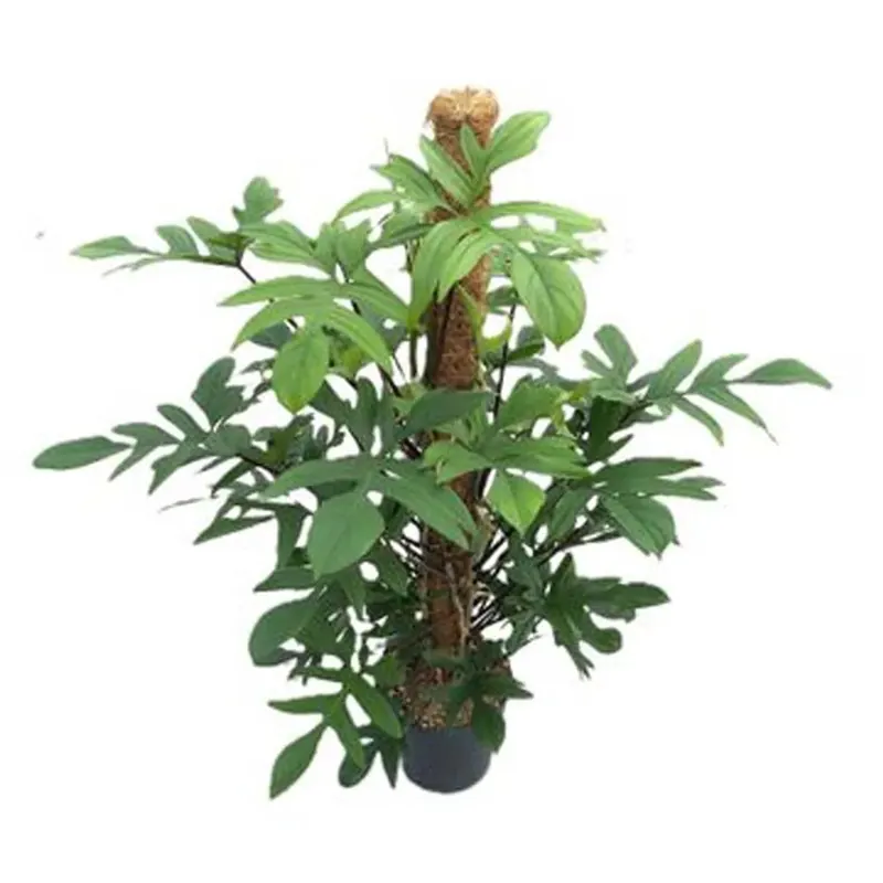 Philodendron Pedatum Vaso 24 cm