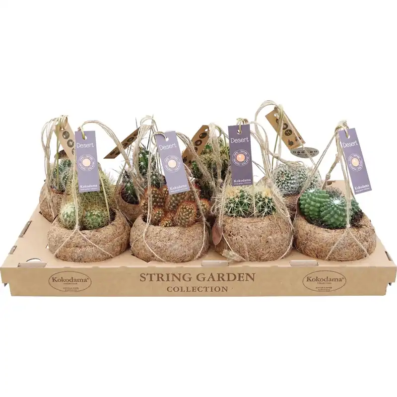 Cactus in Kokodama