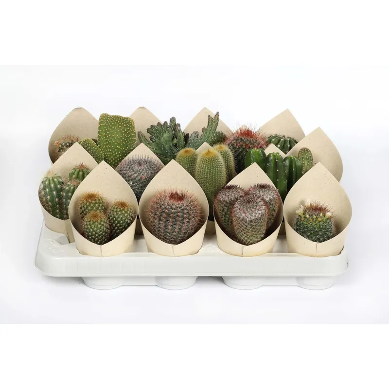 Cactus Mix con Cover vaso Ø 7,5 cm