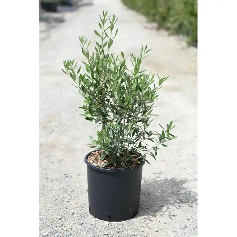 Olea europaea `Frangivento` - Olivo