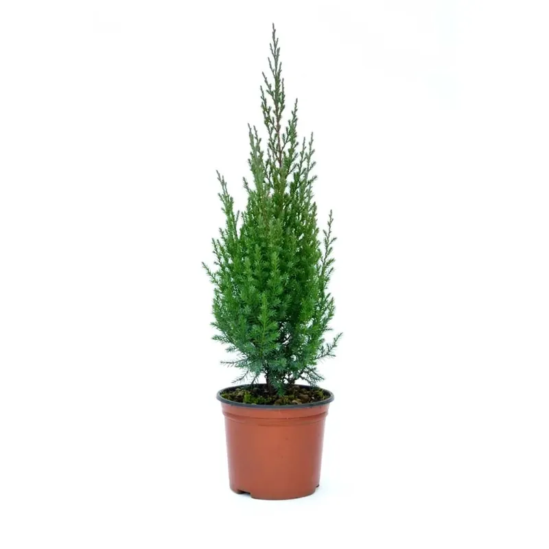 Juniperus chinensis `Strictà - Ginepro