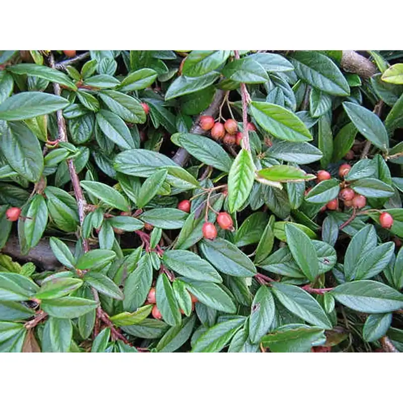 Cotoneaster salicifolius `Repens`