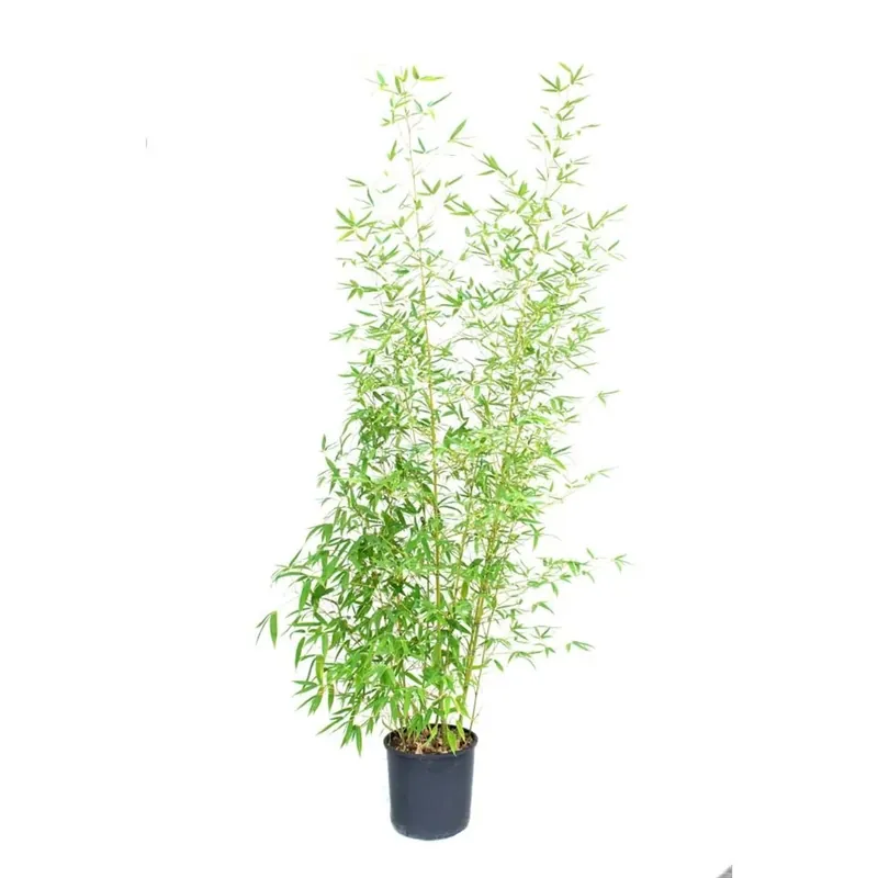 Bambusa Phyllostachys `Aureà - Bambù aurea
