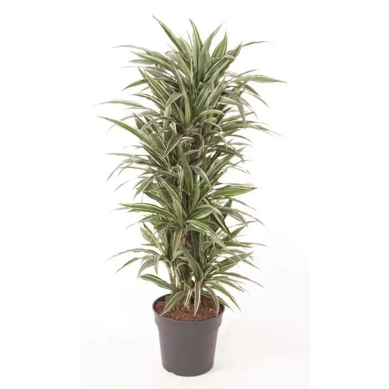 Dracaena fragans Warneckei ramificato vaso Ø 31 cm
