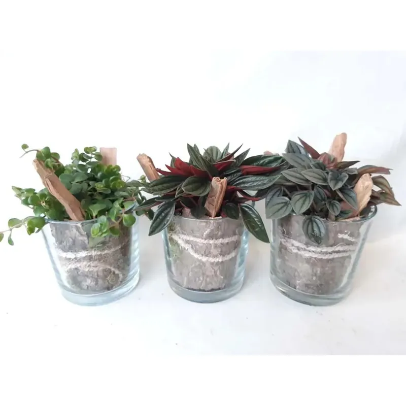 Sedum Peperomia Vetro Cilindro vaso 13 cm