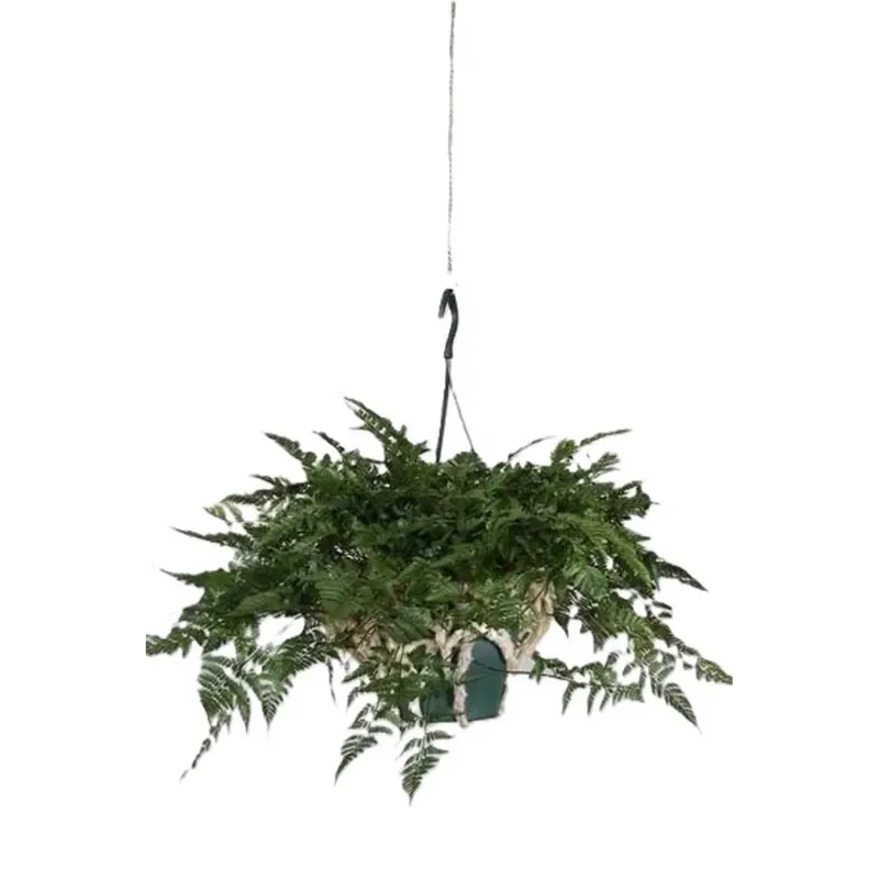 Davallia Teyer Mannii vaso 17 cm