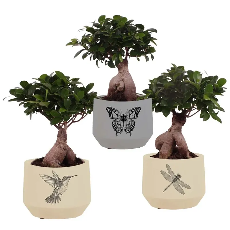 Ficus M.Ginseng Vaso 19 cm