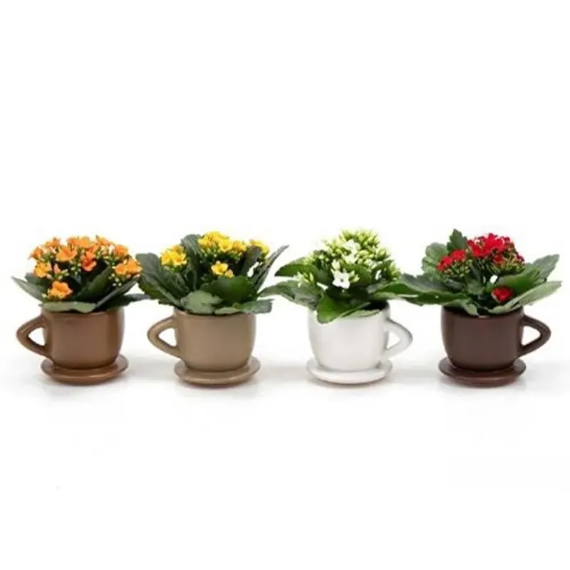 Kalanchoe Tazza Da Caffè vaso 6 cm