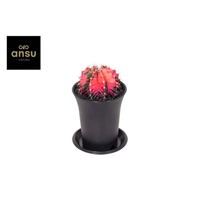 Gymnocalycium Variegata In Vaso 7,5 cm