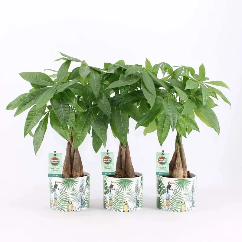 Pachira Acquatica Vaso Ø 14 cm