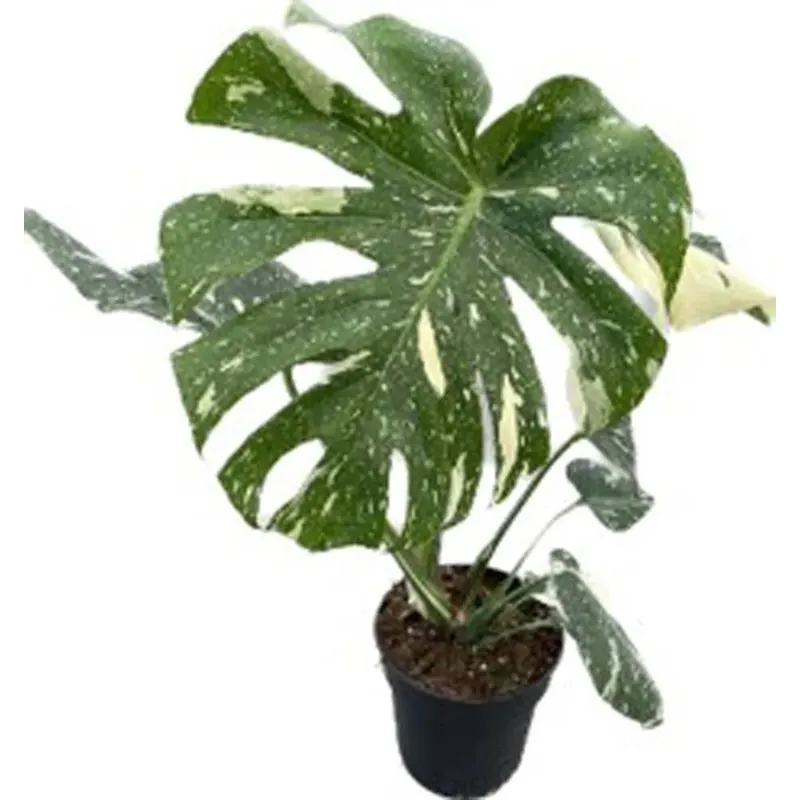 Monstera Thaï Constellation Vaso 17 cm
