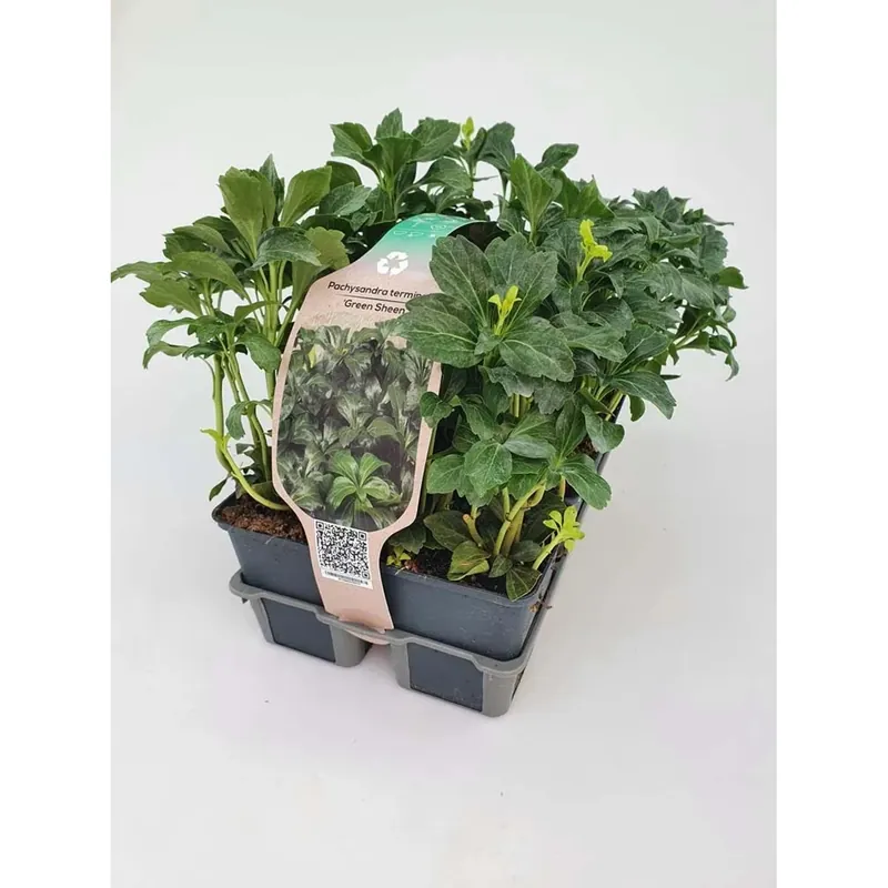 Pachysandra Term Gr. Sheen vaso 9 cm