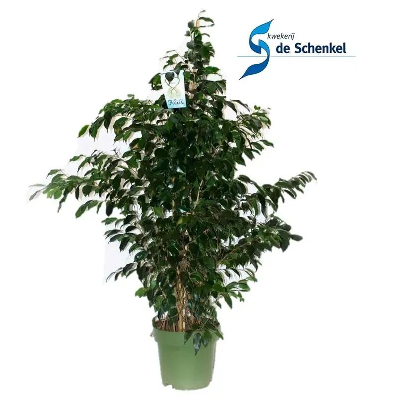 Ficus Benjamin Danielle vaso 27 cm
