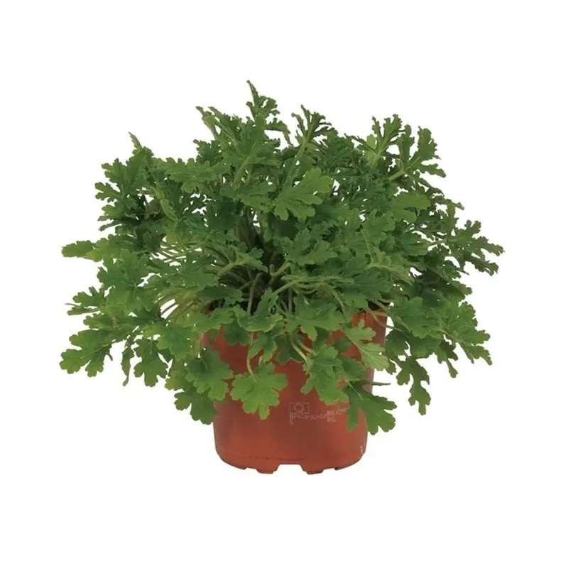 Pelargonium Citrosa vaso 12 cm