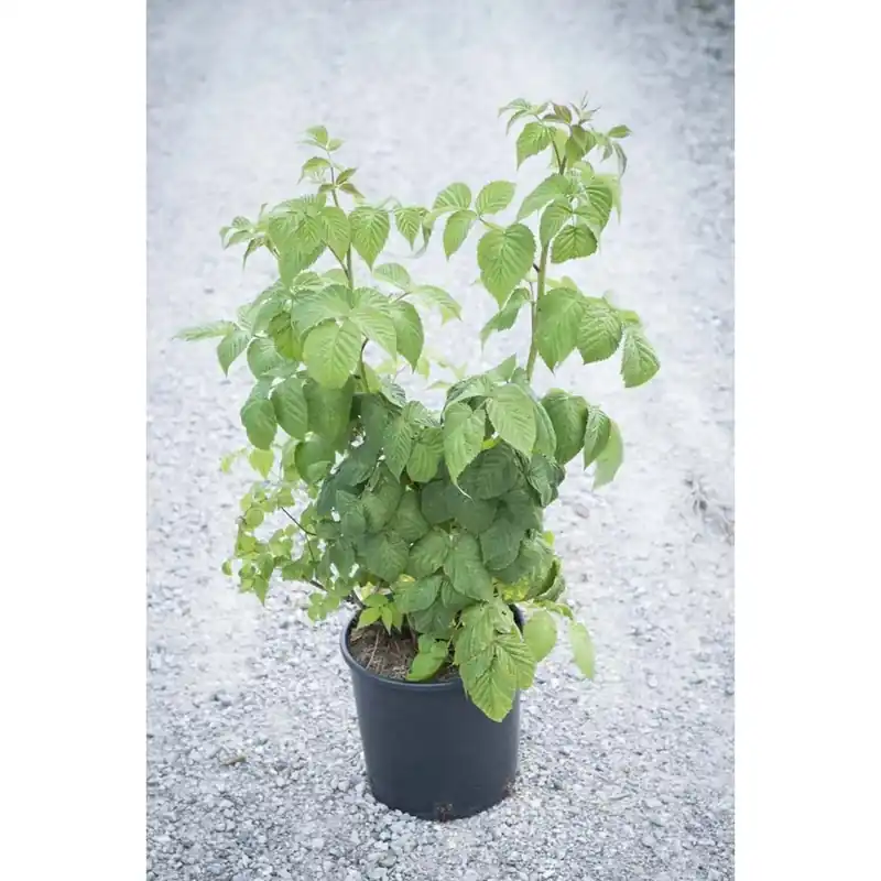 Rubus idaeus - Lampone