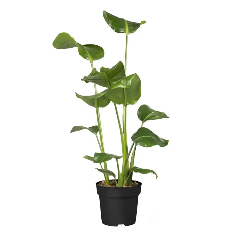 Strelitzia Augusta vaso 24 cm