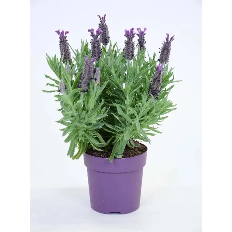Lavandula Stoechas Anouk vaso 10,5 cm