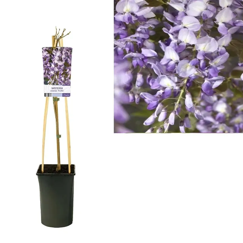 Wisteriasinensisprolific Vaso 17 cm