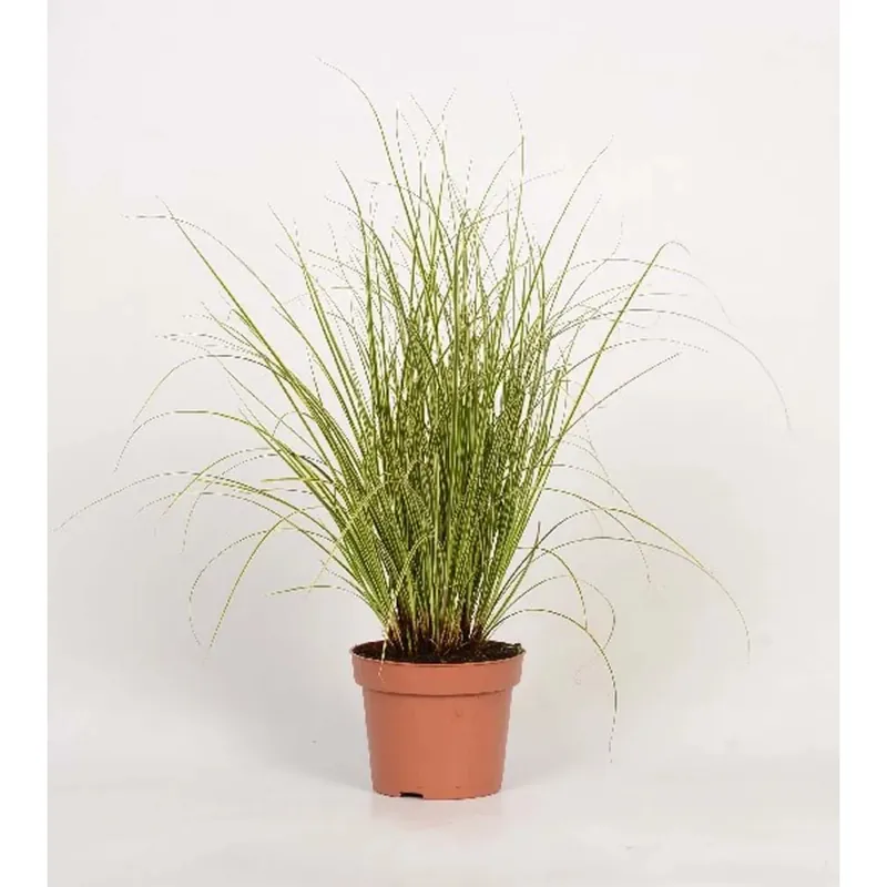 Carex Morrowii Aureovariegata Vaso 10,5 cm