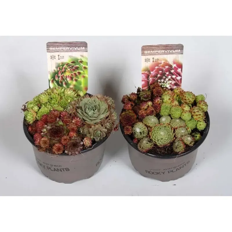 Sempervivum assort.iti vaso 14 cm