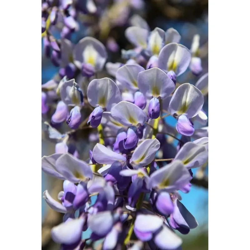 Wisteria in varietà - Glicine