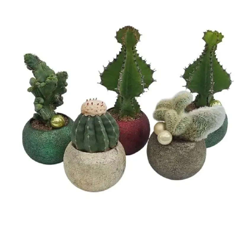 Cactus di Natale vaso Ø 16 cm